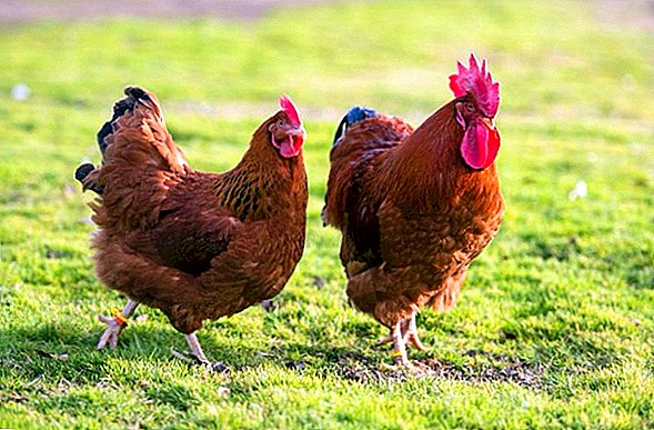 بهترین نژاد مرغ تخمگذار بومی - سپید طیور